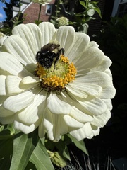 Bombus impatiens