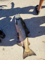 Oncorhynchus tshawytscha