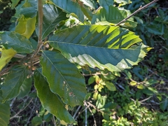 Castanea mollissima