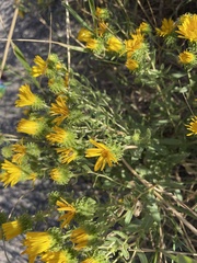 Grindelia squarrosa
