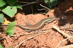 Eutropis