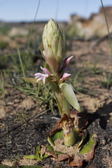 Satyrium erectum