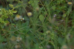 Eleusine indica