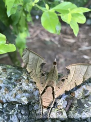 Protambulyx strigilis