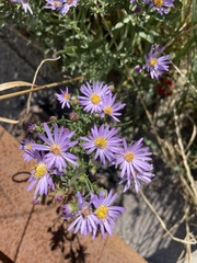 Symphyotrichum chilense