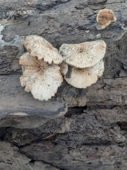 Lentinus tigrinus