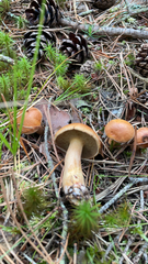Chalciporus piperatus