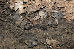 Ambystoma laterale
