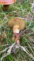 Suillus grevillei