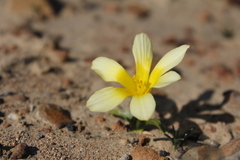 Moraea galaxia