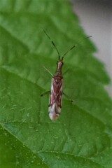 Dicyphus