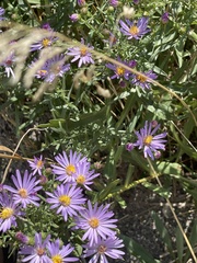 Symphyotrichum chilense