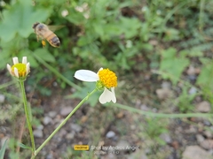 Apis mellifera