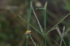 Eleusine indica