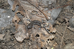 Ambystoma laterale