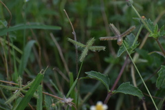 Dactyloctenium aegyptium