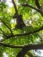Alouatta palliata