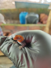 Gonatodes albogularis