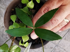 Zamia loddigesii