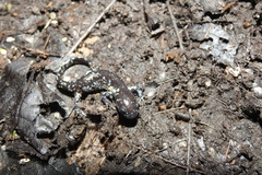 Ambystoma laterale