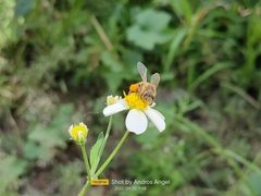 Apis mellifera