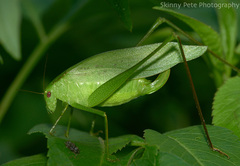 Amblycorypha oblongifolia