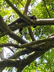Alouatta palliata