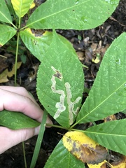 Cameraria aesculisella