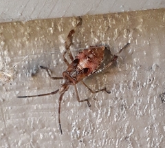 Leptoglossus occidentalis