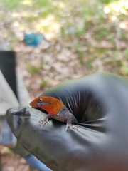 Gonatodes albogularis