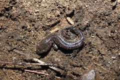 Ambystoma laterale