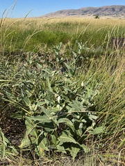 Asclepias speciosa