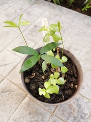 Zamia loddigesii