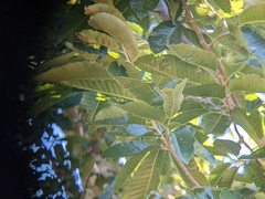 Castanea mollissima