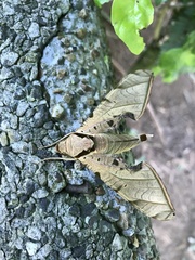 Protambulyx strigilis