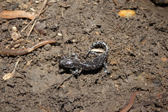 Ambystoma laterale