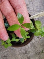 Zamia loddigesii