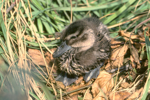 Northern Pintail (Anas acuta)