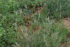 Chloris virgata