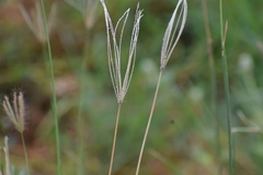 Chloris virgata