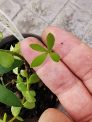 Zamia loddigesii