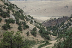 Juniperus polycarpos