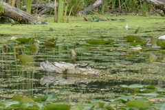 Graptemys geographica
