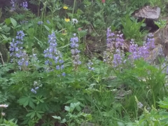 Lupinus arcticus