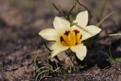Romulea luteoflora