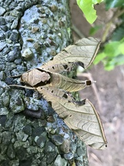 Protambulyx strigilis