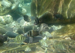 Acanthurus leucopareius
