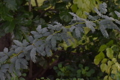Prosopis juliflora