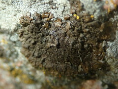 Melanohalea exasperatula