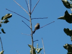 Psaltriparus minimus